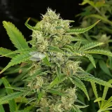 thumb of White Rhino Feminized by WeedSeedsExpress grown by WSE