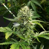 thumb of White Russian Feminized by WeedSeedsExpress grown by WSE