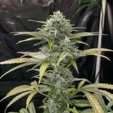 thumb of White Widow Feminized by WeedSeedsExpress grown by WSE