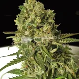 thumb of White Widow X Northern Lights Feminized by WeedSeedsExpress grown by WSE