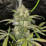 thumb of White Widow X Northern Lights Feminized by WeedSeedsExpress grown by WSE