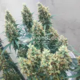 thumb of White Widow X Northern Lights Feminized by WeedSeedsExpress grown by BudBrewerz