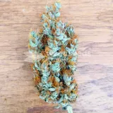 thumb of White Widow X Northern Lights Feminized by WeedSeedsExpress grown by BudBrewerz