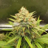 thumb of Zkittlez Auto by WeedSeedsExpress grown by Mosquito_Haarlem_Holland
