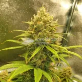 thumb of Zkittlez Auto by WeedSeedsExpress grown by Mosquito_Haarlem_Holland