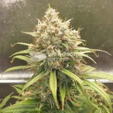 thumb of Zkittlez Auto by WeedSeedsExpress grown by Mosquito_Haarlem_Holland
