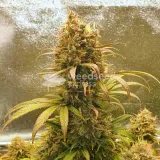 thumb of Zkittlez Auto by WeedSeedsExpress grown by Mosquito_Haarlem_Holland