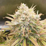 thumb of Zkittlez Auto by WeedSeedsExpress grown by Mosquito_Haarlem_Holland