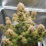 thumb of Zkittlez Auto by WeedSeedsExpress grown by Mosquito_Haarlem_Holland