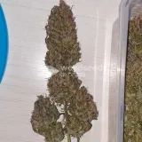 thumb of Zkittlez Auto by WeedSeedsExpress grown by Mosquito_Haarlem_Holland