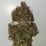 thumb of Zkittlez Auto by WeedSeedsExpress grown by Mosquito_Haarlem_Holland