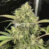 thumb of Island Sweet Skunk Feminized by WeedSeedsExpress grown by WSE