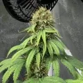 thumb of ACDC by WeedSeedsExpress grown by stauqs
