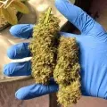 thumb of ACDC by WeedSeedsExpress grown by stauqs