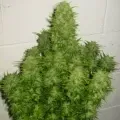 thumb of AK-47 Auto by WeedSeedsExpress grown by Steven