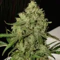 thumb of AK-47 Feminized by WeedSeedsExpress grown by WSE