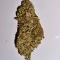thumb of AK-47 Auto by WeedSeedsExpress grown by fortuneseeker