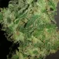 thumb of AK-48 Auto by WeedSeedsExpress grown by Greenfingeress