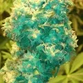 thumb of AK-48 Auto by WeedSeedsExpress grown by Greenfingeress