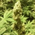 thumb of AK-48 Auto by WeedSeedsExpress grown by Greenfingeress