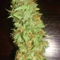 thumb of AK-48 Auto by WeedSeedsExpress grown by Greenfingeress