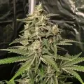 thumb of AK-48 Feminized by WeedSeedsExpress grown by WSE