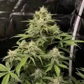 thumb of AK-48 Feminized by WeedSeedsExpress grown by WSE
