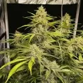 thumb of Acapulco Gold Feminized by WeedSeedsExpress grown by WSE
