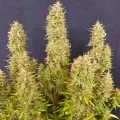 thumb of Afghani Auto by WeedSeedsExpress grown by smoking_hills9