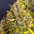 thumb of Afghani Auto by WeedSeedsExpress grown by smoking_hills9