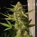 thumb of Afghani Autoflower by WeedSeedsExpress grown by WSE