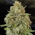 thumb of Alaskan Thunder Fuck Feminized by WeedSeedsExpress grown by WSE
