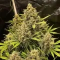 thumb of Alpine Star CBD Feminized by WeedSeedsExpress grown by WSE