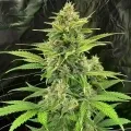 thumb of Alpine Star CBD Feminized by WeedSeedsExpress grown by WSE