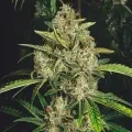 thumb of American Patriot Feminized by WeedSeedsExpress grown by WSE