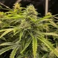 thumb of Amnesia Autoflower by WeedSeedsExpress grown by WSE