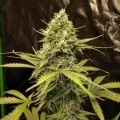 thumb of Amnesia Autoflower by WeedSeedsExpress grown by WSE