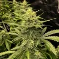 thumb of Amnesia Haze Auto by WeedSeedsExpress grown by WSE