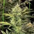 thumb of Amnesia Haze Auto by WeedSeedsExpress grown by WSE
