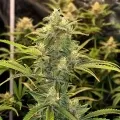thumb of Amnesia Haze X Blueberry Auto by WeedSeedsExpress grown by WSE