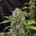 thumb of Amnesia Haze X Blueberry Auto by WeedSeedsExpress grown by WSE