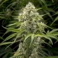 thumb of Amnesia Haze X White Widow Feminized by WeedSeedsExpress grown by WSE