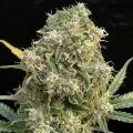thumb of Amnesia Haze X White Widow Feminized by WeedSeedsExpress grown by WSE