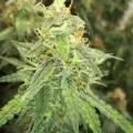 thumb of Amnesia Kush Auto by WeedSeedsExpress grown by Rock_n_Roll_Randy