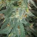thumb of Amnesia Kush Auto by WeedSeedsExpress grown by Rock_n_Roll_Randy