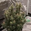 thumb of Amnesia Kush Auto by WeedSeedsExpress grown by Rock_n_Roll_Randy