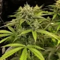 thumb of Amnesia Kush Feminized by WeedSeedsExpress grown by WSE