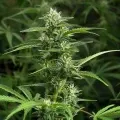 thumb of Amnesia Kush Feminized by WeedSeedsExpress grown by WSE