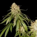 thumb of Amnesia Lemon Kush by WeedSeedsExpress grown by Zurban_Poison