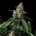 thumb of Amnesia Lemon Kush by WeedSeedsExpress grown by Zurban_Poison